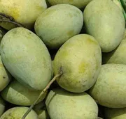 আম (সুরমা ফজলি🥭) কেমিক্যাল মুক্ত_img_1