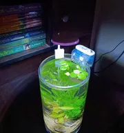 Planted jar (full setup)_img_2