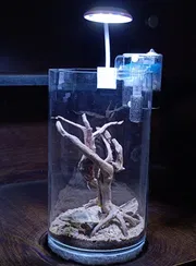 Glass jar (10 inch long)_img_0