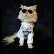 2.5kg cat panjabi_img_0