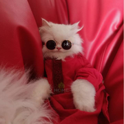 1.7 kg cat panjabi_img_0