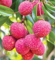 চায়না-৩ লিচু🍒 100pcs_img_4