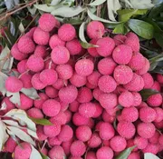 চায়না-৩ লিচু🍒 100pcs_img_3