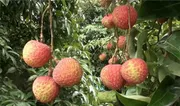 বেদানা লিচু🍒 ১০০পিস_img_1