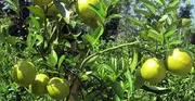 Deshi Malta - মাল্টা_img_1