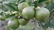 Deshi Malta - মাল্টা_img_2