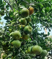 Orange - কমলা_img_1