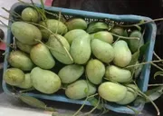 রাজশাহীর অর্গানিক আম্রুপালি (Am Rupali Mango)_img_4
