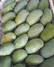 রাজশাহীর অর্গানিক আম্রুপালি (Am Rupali Mango)_img_6