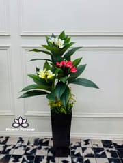 Kathgolap (Frangipani) Flower Plant with Pot (buy 2 at the price of 4400bdt)_img_0