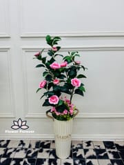Camellia Flower Plant with Pot (buy 2 at the price of 4400bdt)_img_2