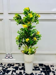 Classia Flower Plant with Pot (buy 2 at the price of 4400bdt)_img_1