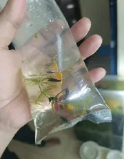 Black shrimp (5 pair)_img_1