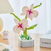 Phalaenopsis Potted_img_0