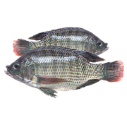 Fresh Whole Tilapia – 1kg (2-3 Pieces)_img_1