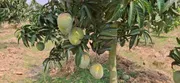 আম (বারি-৪🥭) কেমিক্যাল/কার্বাইড মুক্ত_img_3