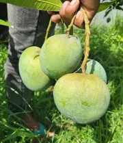 আম (বারি-৪🥭) কেমিক্যাল/কার্বাইড মুক্ত_img_4