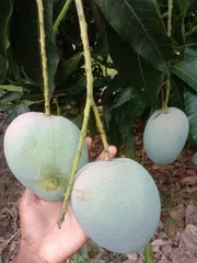 আম (বারি-৪🥭) কেমিক্যাল/কার্বাইড মুক্ত_img_5