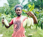 ব্যানানা ম্যাঙ্গো🥭 কেমিক্যাল/কার্বাইড মুক্ত_img_1