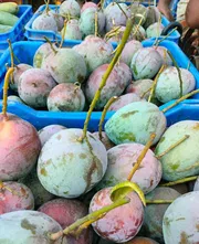 আম (বাড়ি সেভেন🥭) কেমিক্যাল/কার্বাইড মুক্ত_img_1