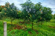 আম্রপালি🥭আম ফরমালিন/কার্বাইড মুক্ত_img_2