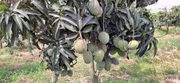 আম (বারি-৪🥭) কার্বাইড/কেমিক্যাল মুক্ত_img_4