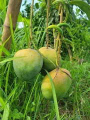 আম (বারি-৪🥭) কার্বাইড/কেমিক্যাল মুক্ত_img_6