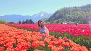 Tulip_img_2