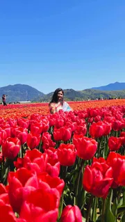 Tulip_img_3