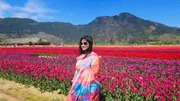 Tulip_img_3