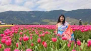 Tulip_img_4