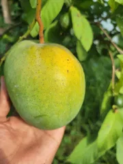 বারি ৪ আম ( Bari 4 Mango)_img_2