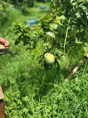 বারি ৪ আম ( Bari 4 Mango)_img_11