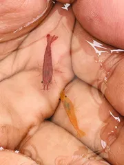 Fire Red shrimp ( 5 pair)_img_1