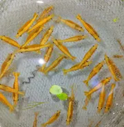 Golden line shrimp ( 5 pair)_img_1