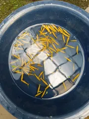 Golden line shrimp ( 5 pair)_img_2