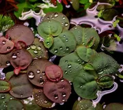 Red root floaters (10 piece)_img_0