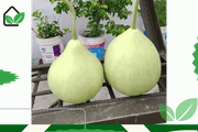 উচ্চ ফলনশীল গোল লাউ বীজ - Round gourd seeds_img_0