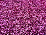Red Amaranth Microgreens Seeds_img_1