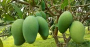 আম (ঝিনুক-আশ্বিনা🥭) কেমিক্যাল/কার্বাইড মুক্ত_img_1