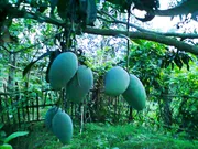 আম (ঝিনুক-আশ্বিনা🥭) কেমিক্যাল/কার্বাইড মুক্ত_img_2