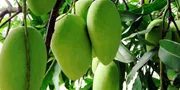 আম (ঝিনুক-আশ্বিনা🥭) কেমিক্যাল/কার্বাইড মুক্ত_img_3