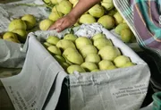 আম (গৌরমতি🥭) কেমিক্যাল/কার্বাইড মুক্ত_img_1
