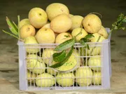আম (গৌরমতি🥭) কেমিক্যাল/কার্বাইড মুক্ত_img_2