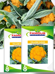 কমলা / হলুদ কালার রঙিন ফুলকপি ইয়োলো ক্লাউড । ORANGE colored cauliflower seeds YELLOW CLOUD_img_0