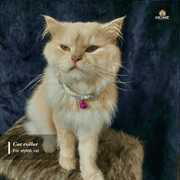 Cat collar_img_1