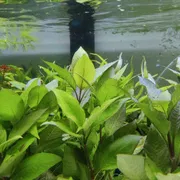 Hygrophila corymbosa 'Compact'_img_0