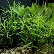 Pogostemon Stellatus "Octopus"_img_0