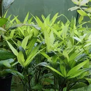 Hygrophila corymbosa 'Stricta'_img_0