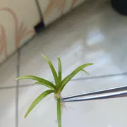 Sagittaria subulata ( carpeting grass)_img_2